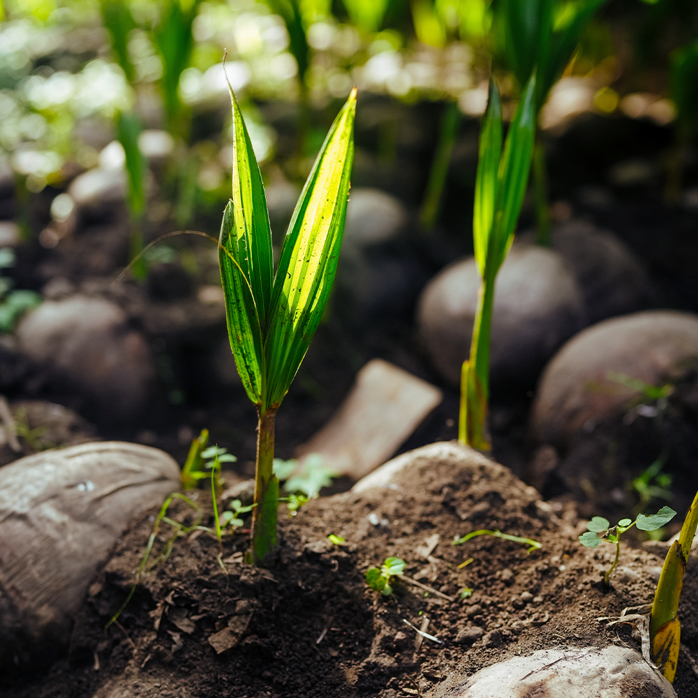 Help Plant Trees