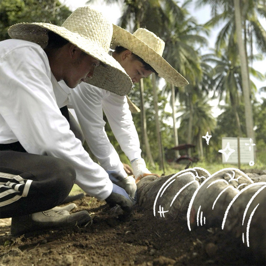 Aco Pa: Adopt a Coconut Palm