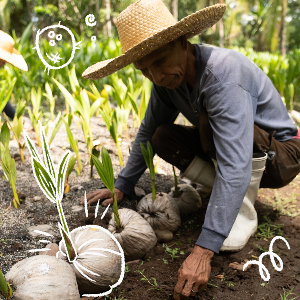 Aco Pa: Adopt a Coconut Palm