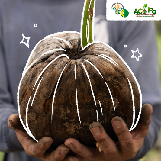Aco Pa: Adopt a Coconut Palm